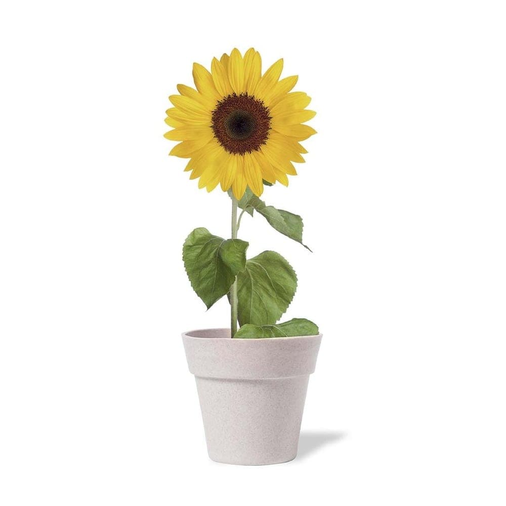 Pot de Fleurs 5