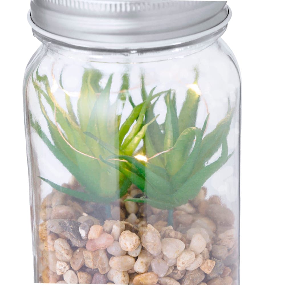 Plante Décorative 5