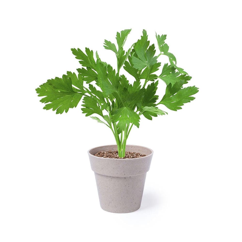Set Pot de Fleurs 4